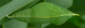 Pupae